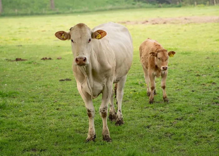 Dom wakacyjny Aan 't Laantje *