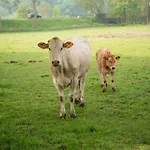 度假居 Aan 't Laantje *